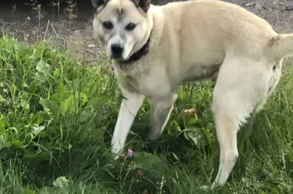 Найдена собака в парке 300-летия СПб, ищем хозяина