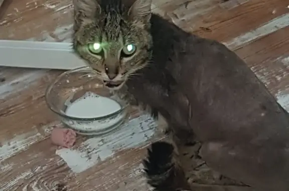Найдена кошка на ул. Мусоргского, 21, Калининград