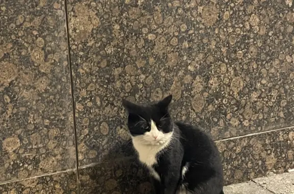 Найдена кошка на Валовой улице, 26, Москва