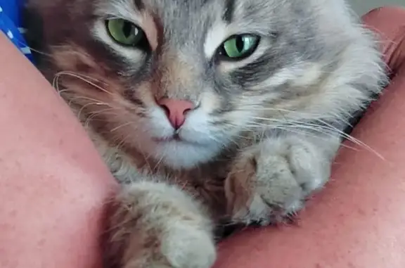 Найден котик в дачном кооперативе Александровки