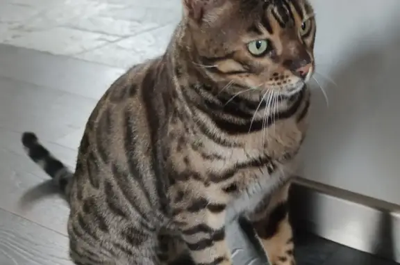 Пропал бенгальский кот Асти в Московской области