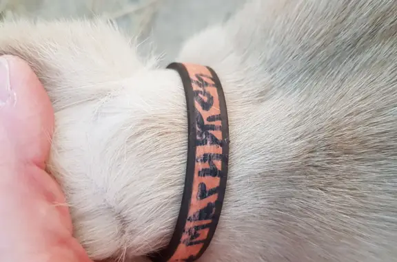 Найдена кошка, Покровское, фото: Найдена кошка сиамской породы в Покровском селе, Московская область