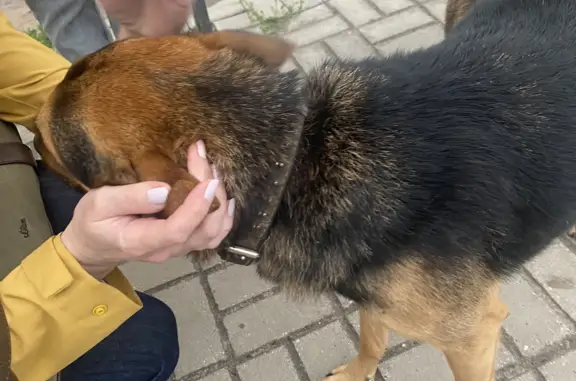 Собака Кобель ищет хозяев: Казанское шоссе, 10 к1, Нижний Новгород