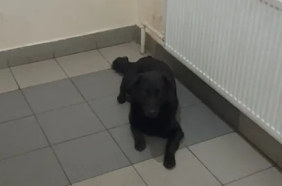 Найдена собака на 1-й Машиностроения, 6А, Москва