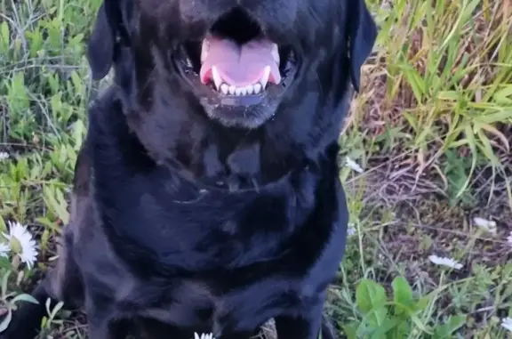 Пропала собака: Чёрный лабрадор Найда, Солнечный бульвар