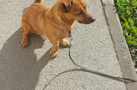 Собака найдена у ДК Горького, ул. Б. Хмельницкого 40, Новосибирск