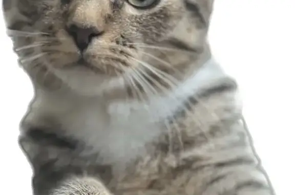 Кошки потеряшки, Санкт-Петербург, фото: Потеряшка кошка Василиса, Дворцовая площадь, СПб