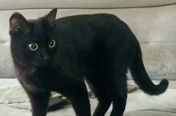 Кошки потеряшки, Омск, фото: Потеряшка кошка! Ул Декабристов, Степная. Связаться с хозяевами: 89503323318