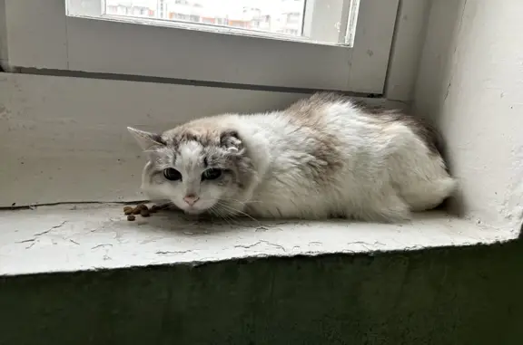 Найдена кошка на Белореченской ул., 28 к2, Москва