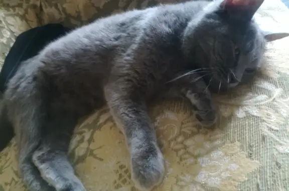 Найдена британская кошка на Кайдаловской, 19, Чита