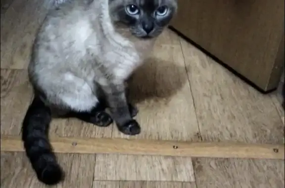 Найдена кошка тайской породы ул. Тухачевского, Челябинск