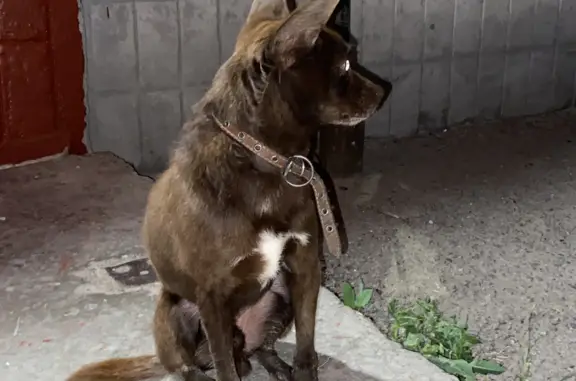Собака Мальчик найдена в Ашинском поселении