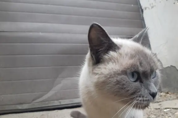 Найдена кошка на Омской улице, 152
