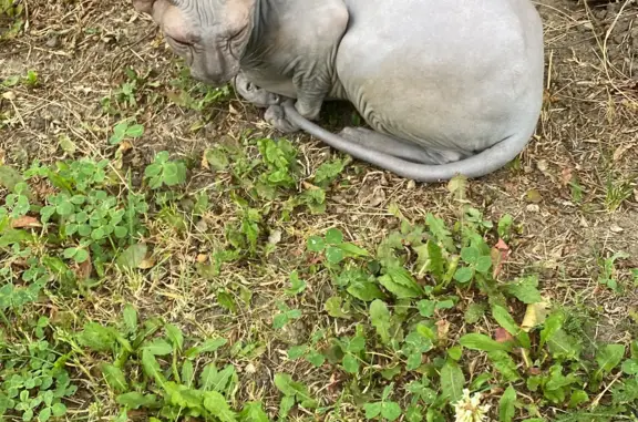 Кошка Сфинкс, серый кот, ул. Баумана 22, Ульяновск