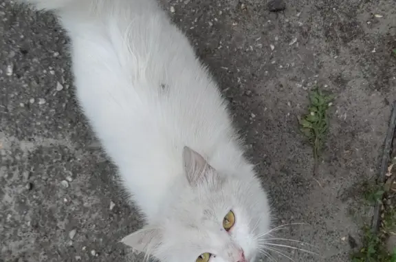 Ласковая кошка, 1 год, Аккумуляторная ул. 24, Курск