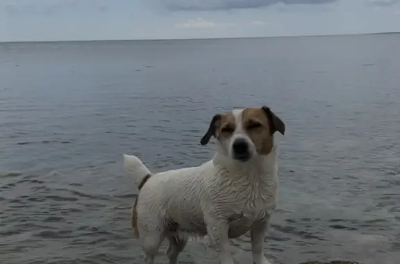 Пропала собака на пляже Окуневки, Черноморский район, Крым