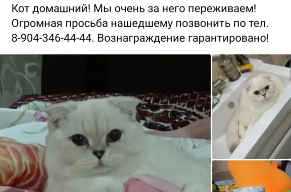 Пропала кошка на ул. Толбухина, 12, Таганрог