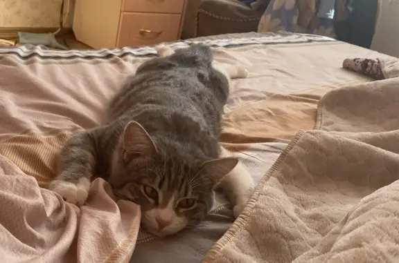 Кошки потеряшки, Набережные Челны, фото: Потеряшка кошка Тима, Наб. Челны, 10/40-1