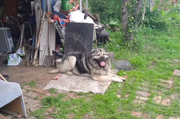 Собака Кавказская овчарка найдена у платформы! (ул. Карла Либкнехта, Любань)