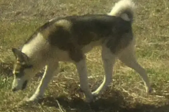 Пропала собака Кобель ЗСЛ в Свердловской области