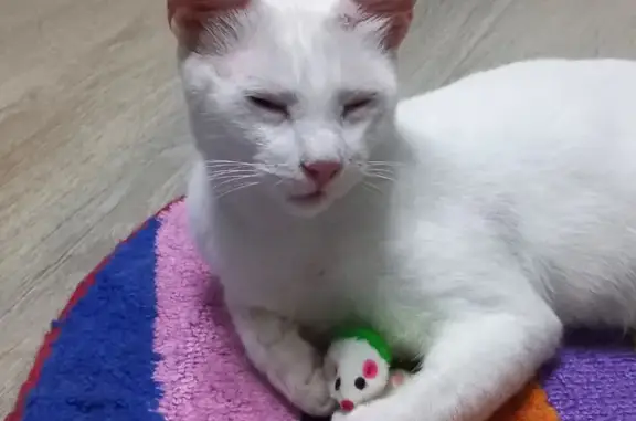 Найден белый кот с оранжевыми глазами, ул. Рыбаков, 1, Керчь