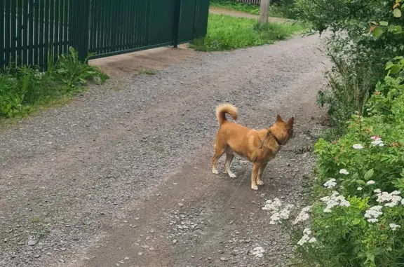 Пропала собака в районе Замостье 3, Ленинградская область