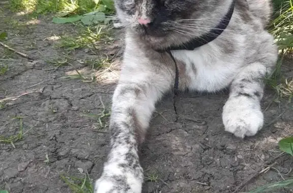 Пропала кошка в Челябинске, Серая трехшерстная