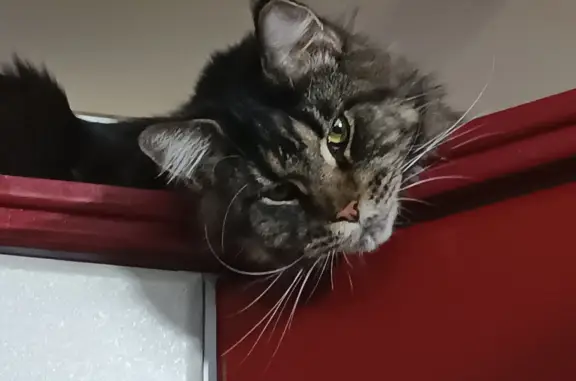 Потерянные животные Москва, фото: Пропала кошка на Москворецкой набережной