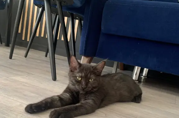 Пропала кошка с окна: Худайбердина, 62, Стерлитамак