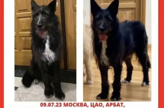 Пропала собака на Денежном переулке, Москва