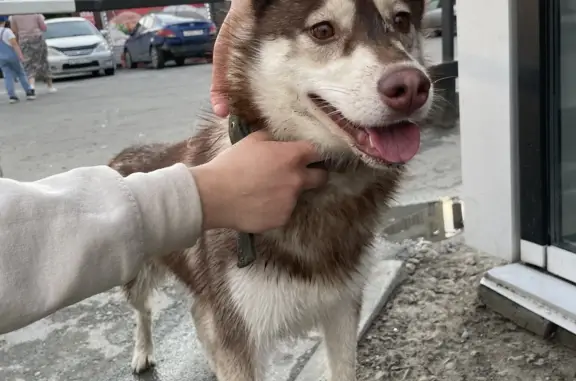 Собака Сука найдена на ул. Кропоткина, Новосибирск