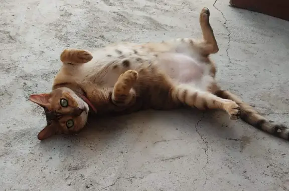 Пропала бенгальская кошка Лапка, ул. Городок 11а, Челябинск