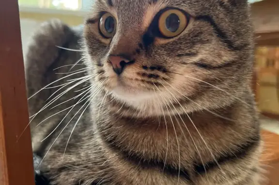 Кошки потеряшки, Набережные Челны, фото: Потеряшка серо-коричневая кошка, адрес: 62/11, Набережные Челны