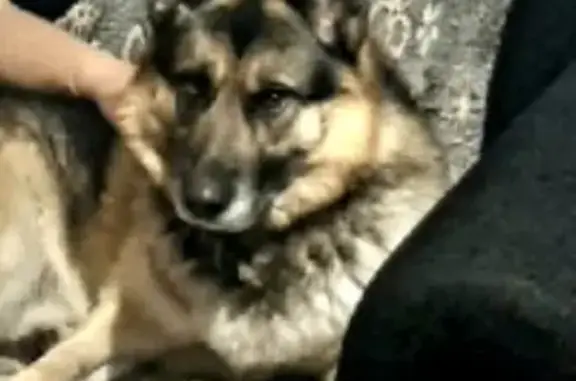 Пропала собака в Барыше на ул. Кирова