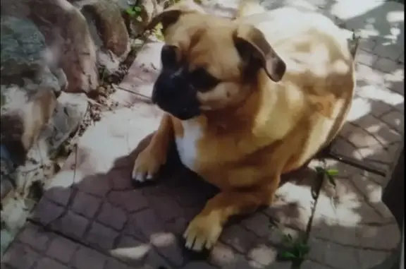 Пропала собака на Пушкино, улица Клязьма
