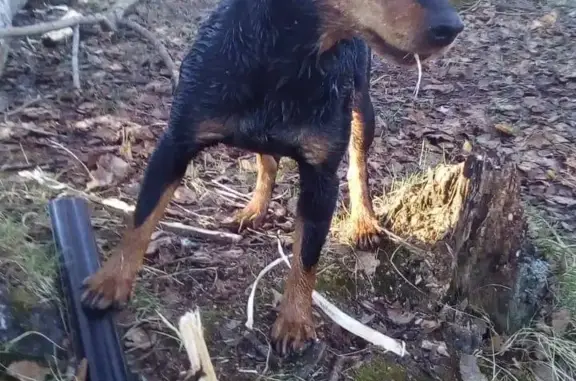 Пропала собака породы Ягдтерьер в Красном Профинтерне