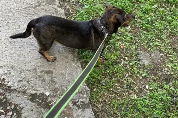 Пропала собака Кабель породы такса, Кирова 319, Новосибирск