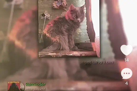 Пропала кошка Луиз, ул. Пальмиро Тольятти 30, Таганрог