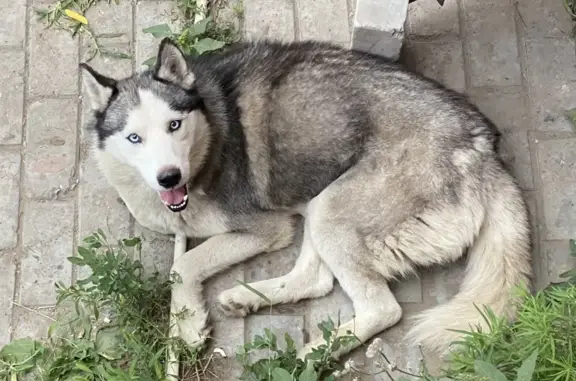 Найдена собака Хаски в Советском районе, Астрахань