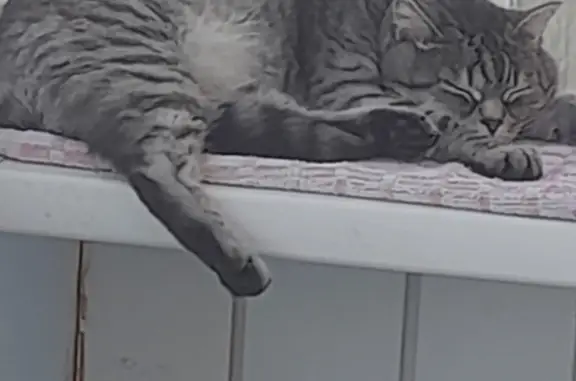Пропала кошка: Кот серый полосатый, проспект Шахтёров, 25А