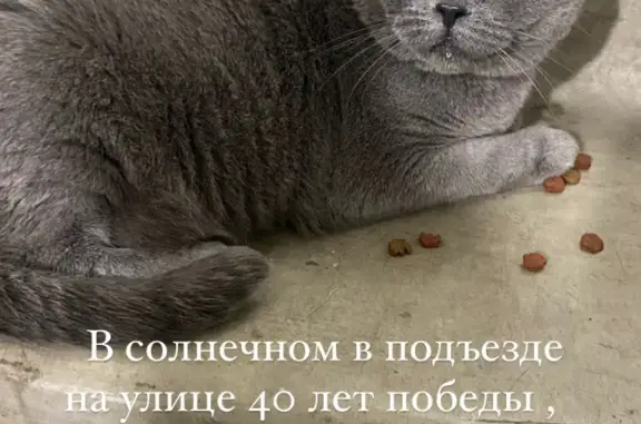 Найдена беременная кошка, ул. 40 лет Победы, 30