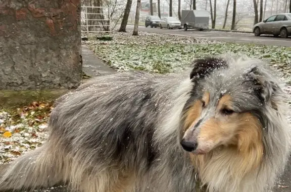 Пропала собака Колли, видели в районе Нюксеницы