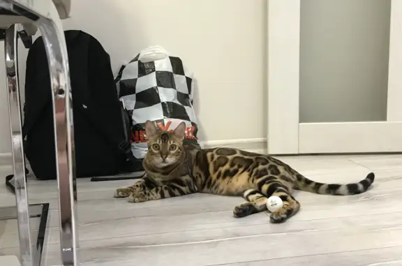 Кошки потеряшки, Санкт-Петербург, фото: Потеряшка бенгальский кот на Ручьёвской дороге, СПб