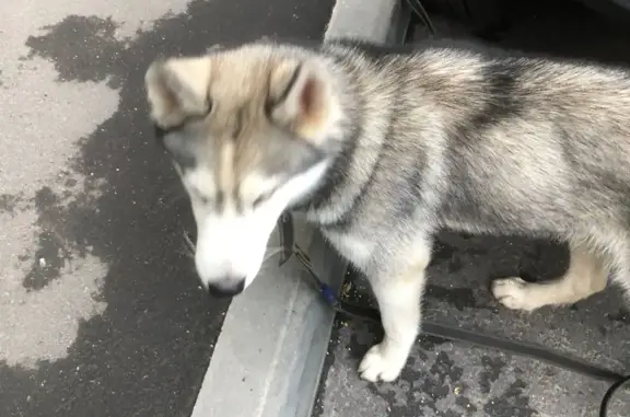 Найден щенок Хаски на проезде Карамзина, Москва