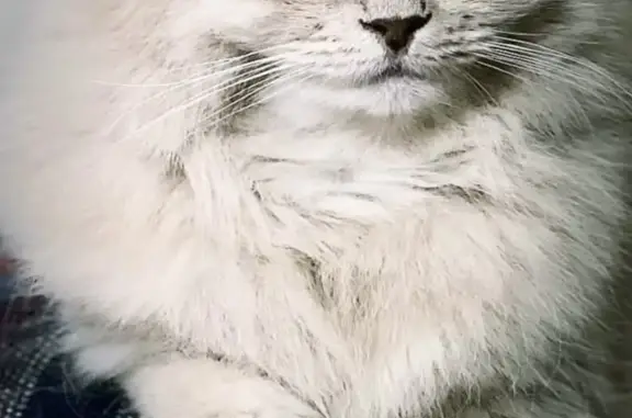 Пропала стерилизованная кошка в Новомосковске