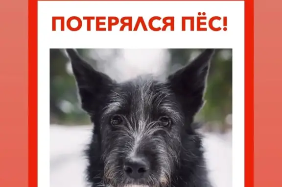 Пропала собака Ирокез в Москве