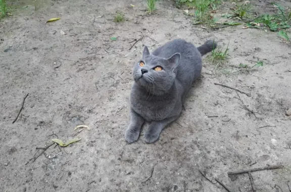 Найдена кошка, ул. Чехова, 5, Пушкино