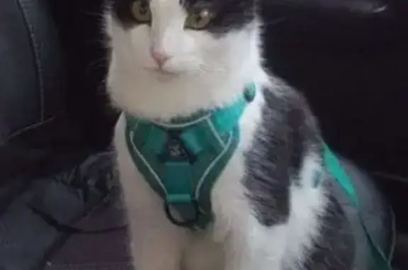 Кошки потеряшки, Бизяки, фото: Потеряшка черно-белый кот в районе Бизяки, возможно на Центральной улице