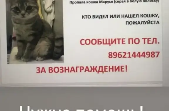 Пропала серая кошка ул. Романа Брянского, 25, Брянск