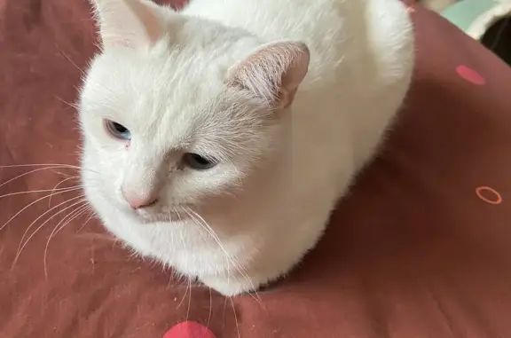 Пропал белый кот, вознаграждение 10000₽, Владимирская область